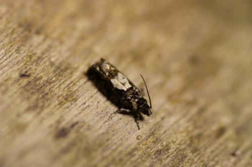 Réf. 247 656 : Pammene sp.